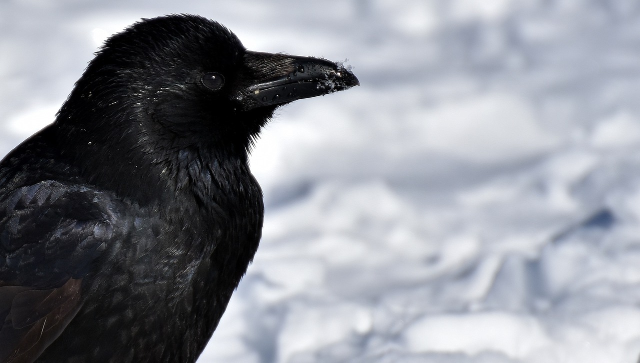 a black bird is standing in the snow, a portrait, flickr, long thick shiny black beak, with his long black hair, zoomed out portrait of a duke, detailed with shadows