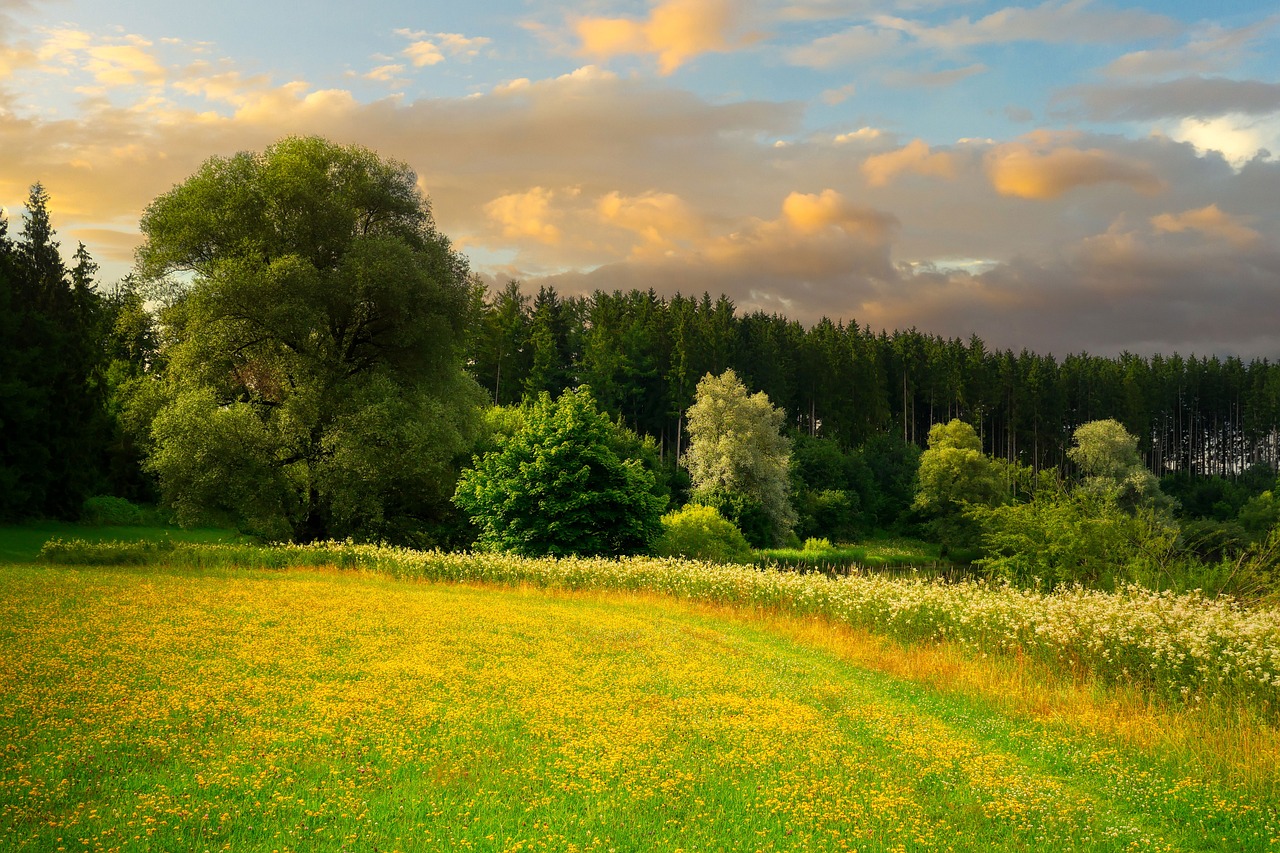 a field of yellow flowers with trees in the background, a picture, by Hans Schwarz, shutterstock, summer evening, forest clearing landscape, rich picturesque colors, green and gold