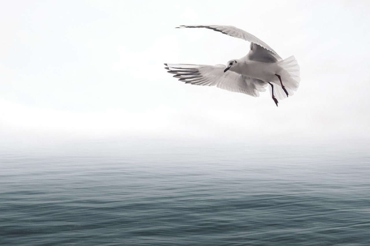 a seagull flying over a body of water, a stock photo, by Andrew Geddes, minimalism, white fog, 8k fine art photography, offshore winds, rolf klep
