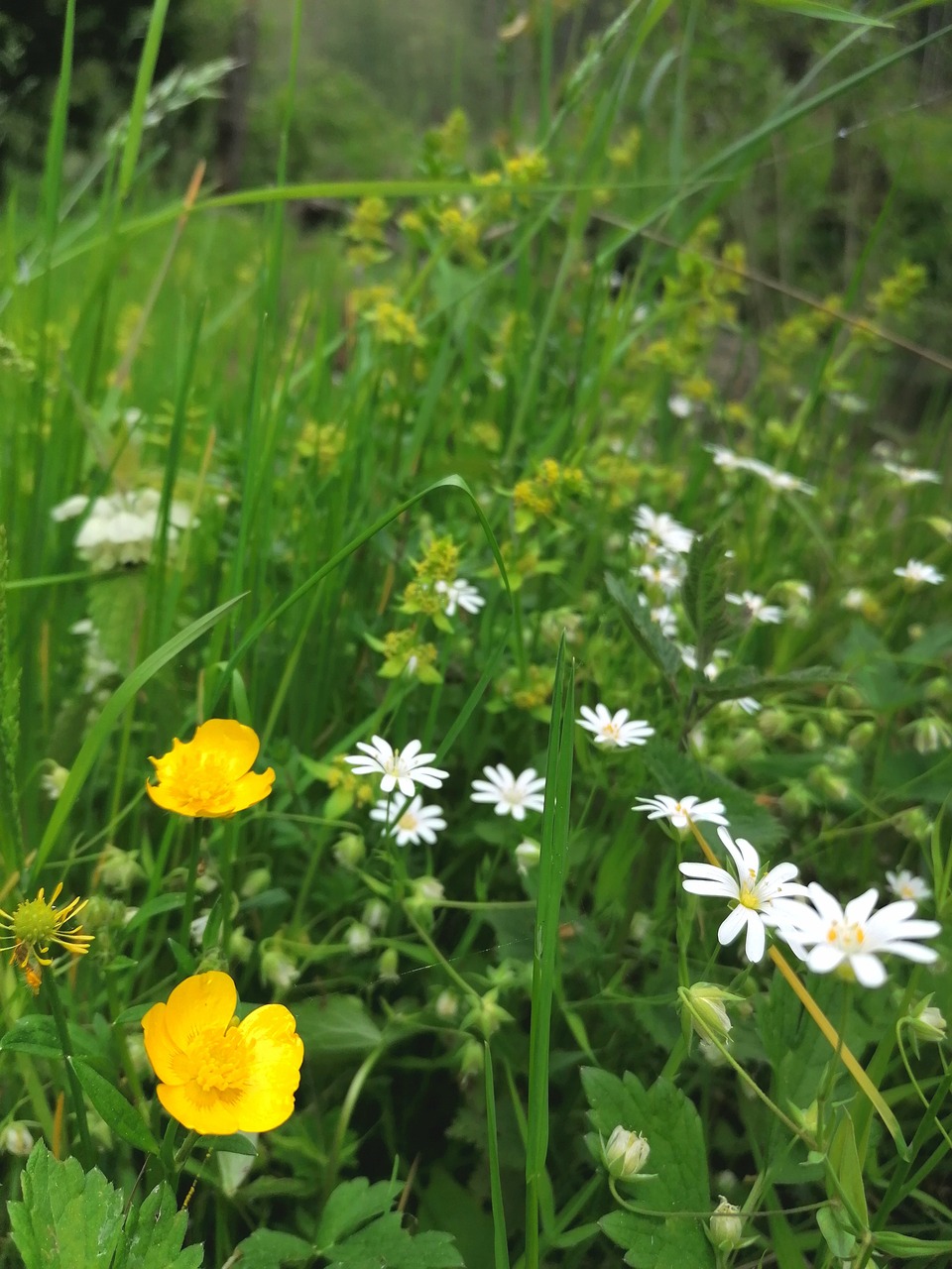 a bunch of yellow and white flowers in a field, a picture, by Richard Carline, verdant and lush and overgrown, phone photo, meadows, anemones and starfish