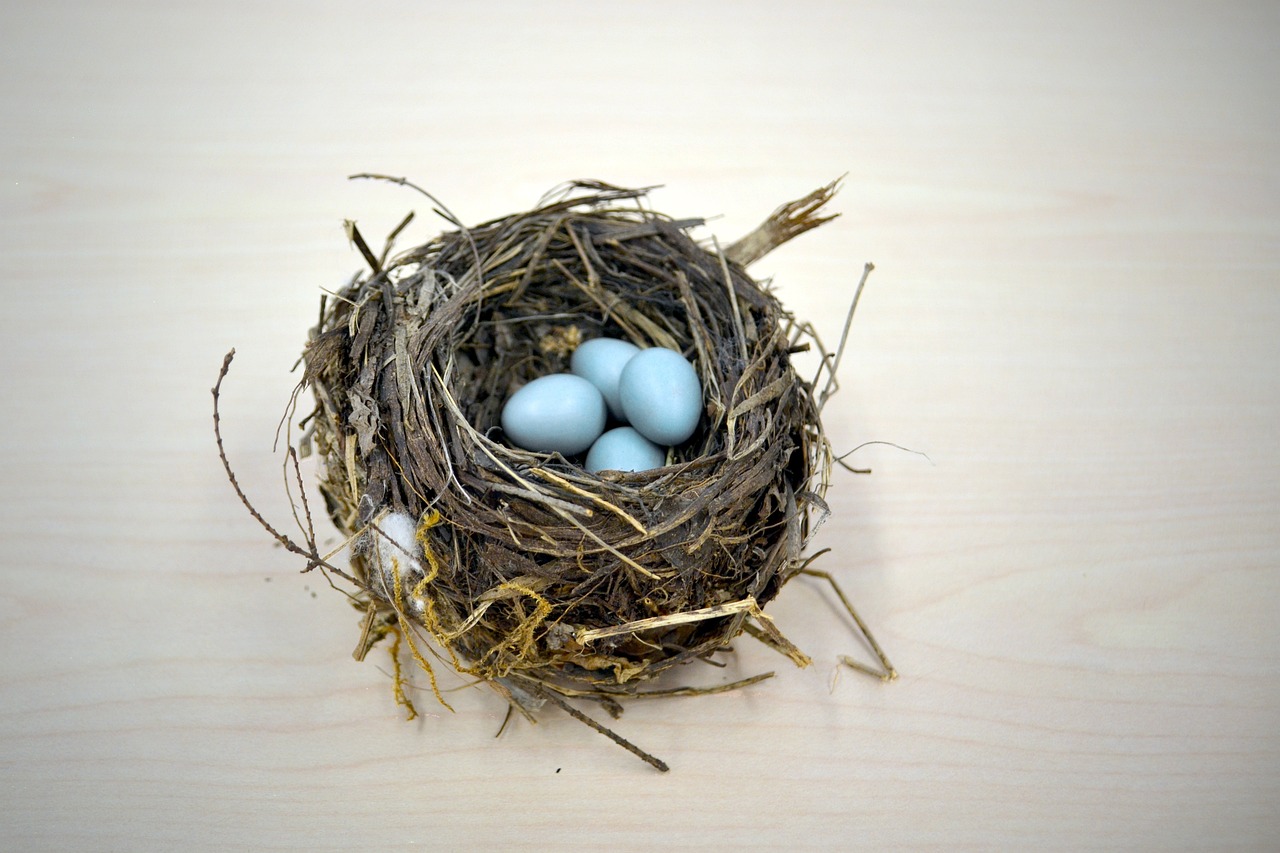 a bird nest with three blue eggs in it, pixabay, photorealism, bird\'s eye view, wood, white male, serious business