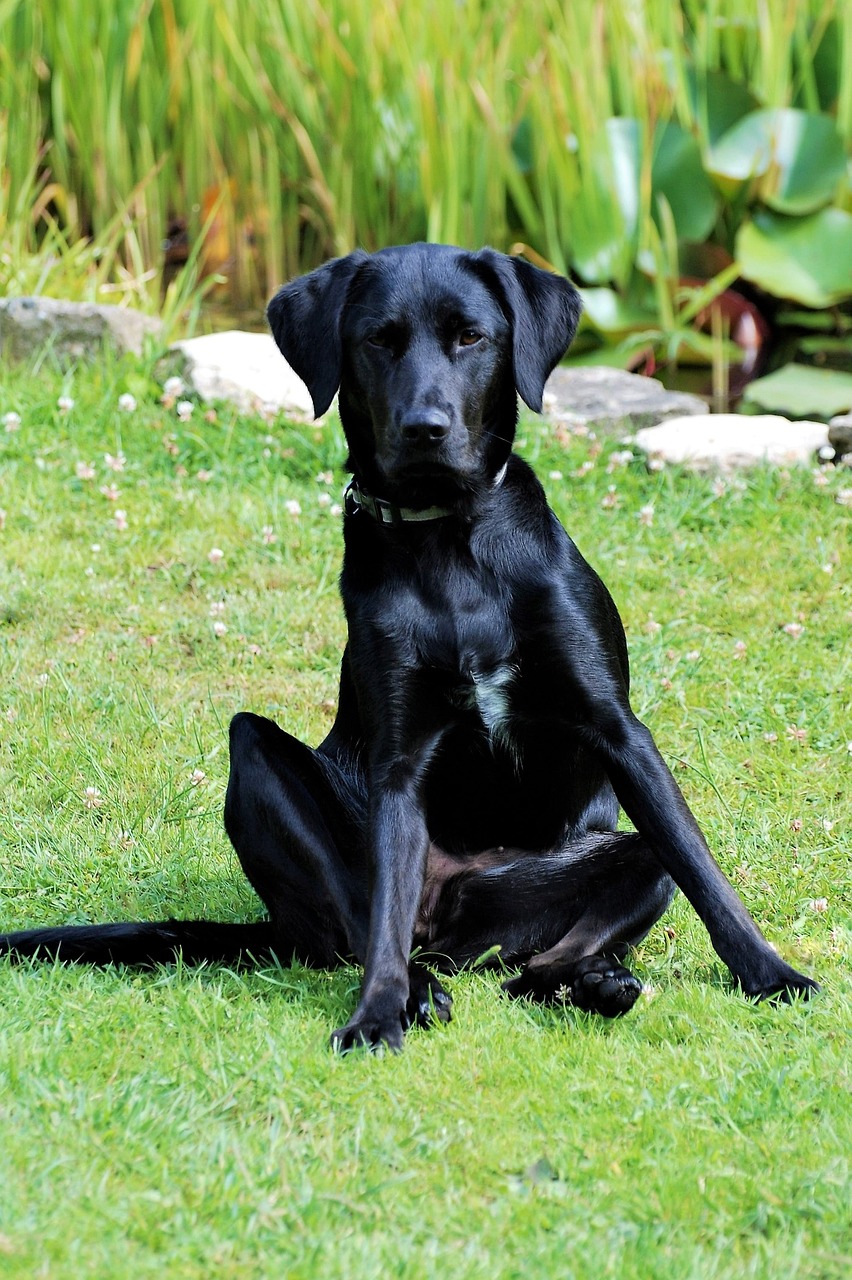a black dog sitting on top of a lush green field, by Juergen von Huendeberg, pixabay, doing an elegant pose, sitting cross-legged, labrador, sleek legs