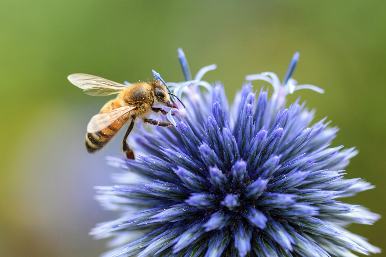 a close up of a bee on a flower, a macro photograph, by Juergen von Huendeberg, shutterstock, figuration libre, ultramarine, take off, thistles, professional photo