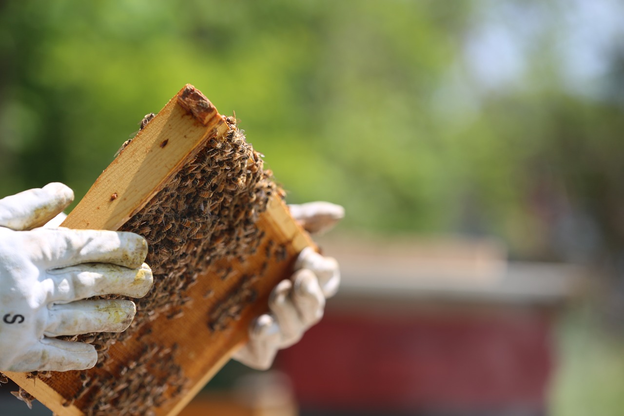 a close up of a person holding a beehive, a picture, high detail photo, high res photo, holding a wooden staff, close-up photo