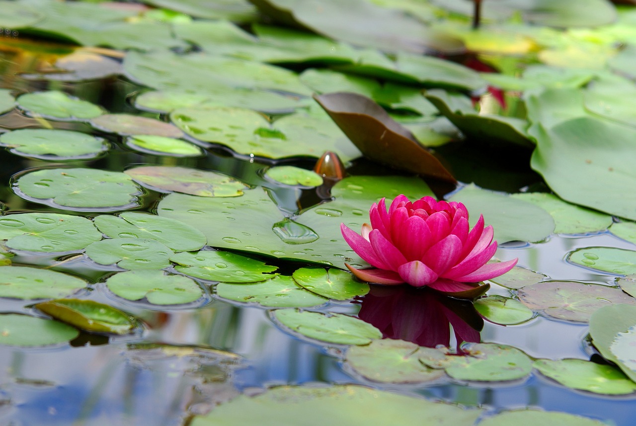 a pink flower floating on top of a body of water, a picture, by Stefan Gierowski, shutterstock, hurufiyya, lily pad, vibrant red and green colours, outdoor photo, ponds of water