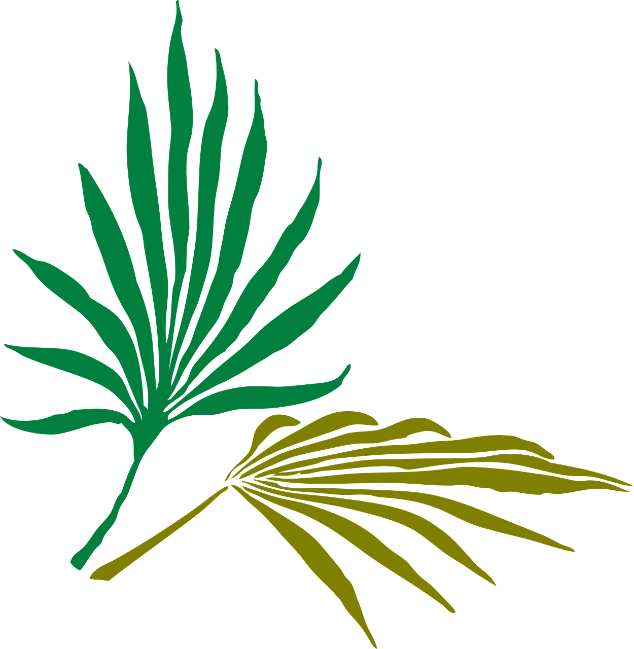 a green leaf on a black background, inspired by Masamitsu Ōta, hurufiyya, papyrus, full color illustration, beachfront, bahamas