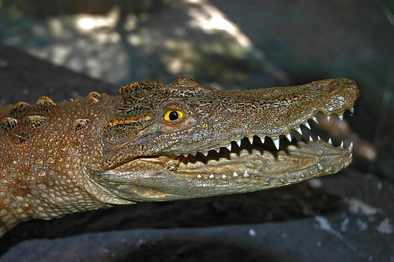 a close up of a crocodile with its mouth open, by Dietmar Damerau, flickr, sumatraism, wallpaper - 1 0 2 4, immature, carlos samuel araya, portrait of lumastina celerraria