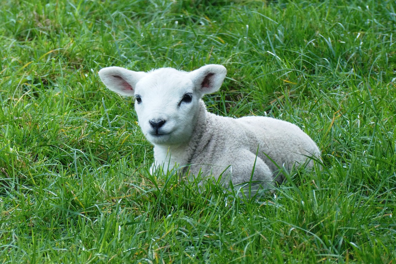 a lamb that is laying down in the grass, a picture, by Robert Brackman, pixabay, aaaaaaaaaaaaaaaaaaaaaa, little bo peep, friendly face, taken with a pentax k1000