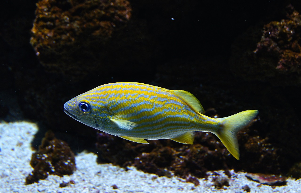 a close up of a fish in an aquarium, by Gwen Barnard, flickr, bolts of bright yellow fish, calf, coral reefs, doing an elegant pose