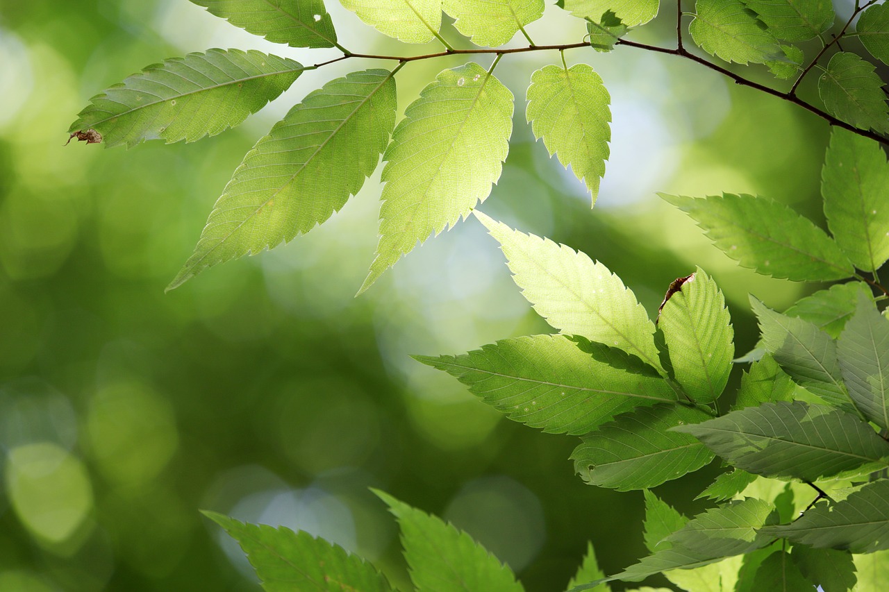 a close up of some leaves on a tree, a picture, by Istvan Banyai, shutterstock, shiny skin”, serene forest setting, elm tree, scientific photo