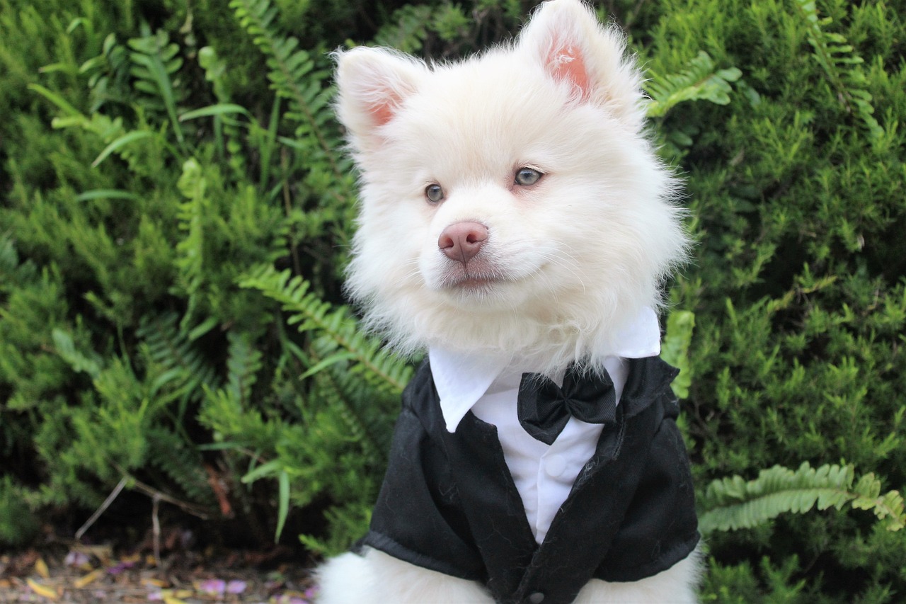 a small white dog wearing a tuxedo, reddit, happy finnish lapphund dog, he is wearing a black, wedding, : 5 stylish