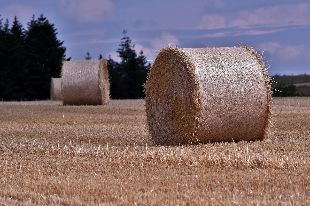 hay bales in a field with trees in the background, a picture, inspired by David Ramsay Hay, pixabay, panoramic, summer night, detailed zoom photo, crisp smooth lines