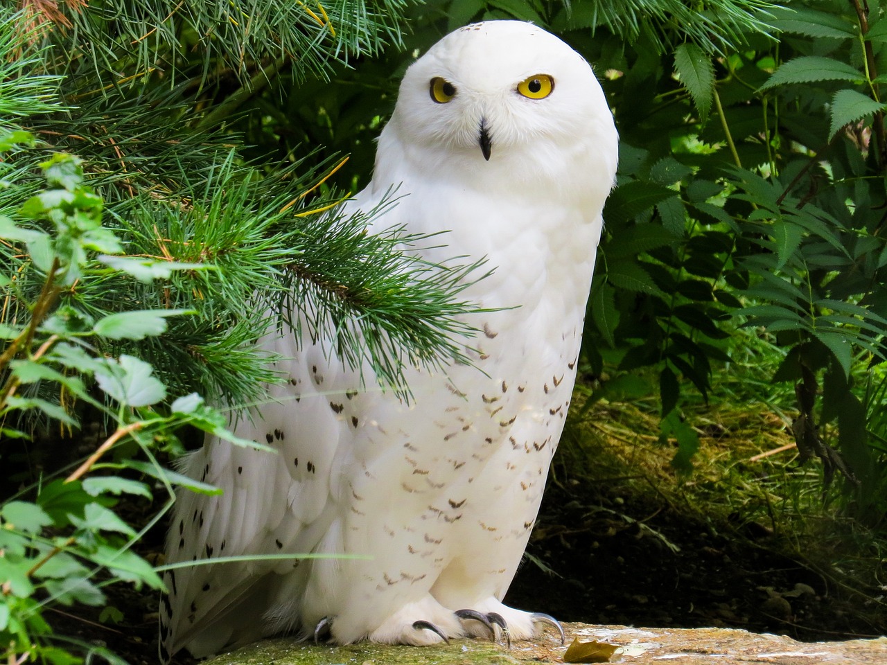 a white owl sitting on top of a rock, a portrait, inspired by Robert Bateman, shutterstock, hurufiyya, 2 0 2 2 photo, beautiful eyes!, watch photo, amongst foliage