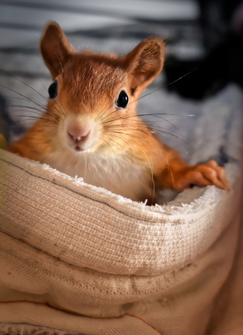 a close up of a hamster in a towel, a photo, inspired by Marten Post, trending on pexels, photorealism, servant squirrels, resting on a pillow, innocent look. rich vivid colors, big ears