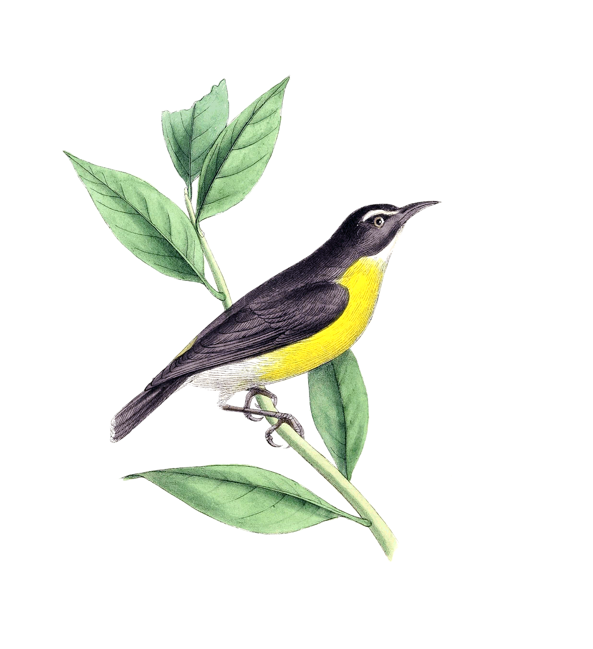 a bird sitting on top of a green leaf, an illustration of, inspired by John James Audubon, flickr, black. yellow, photorealistic illustration, garrulus glandarius, 1980 photo