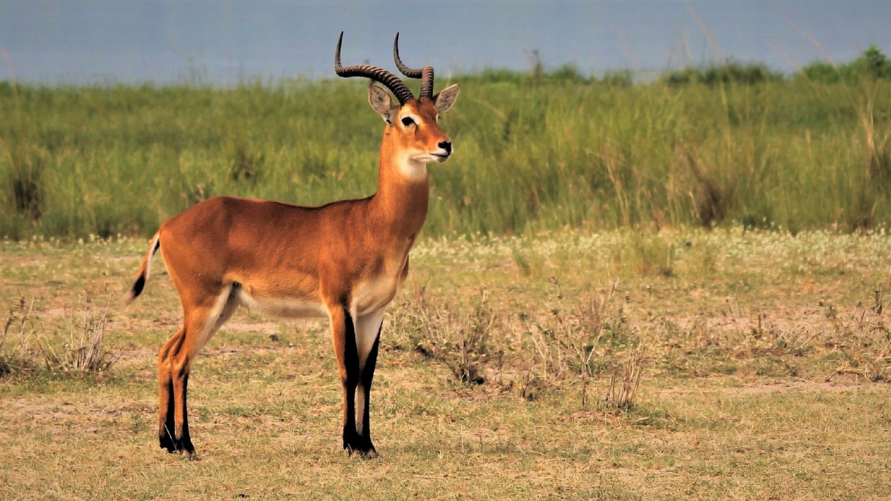 a brown antelope standing on top of a grass covered field, a picture, hurufiyya, short neck, edon guraziu, siya oum, looking smart