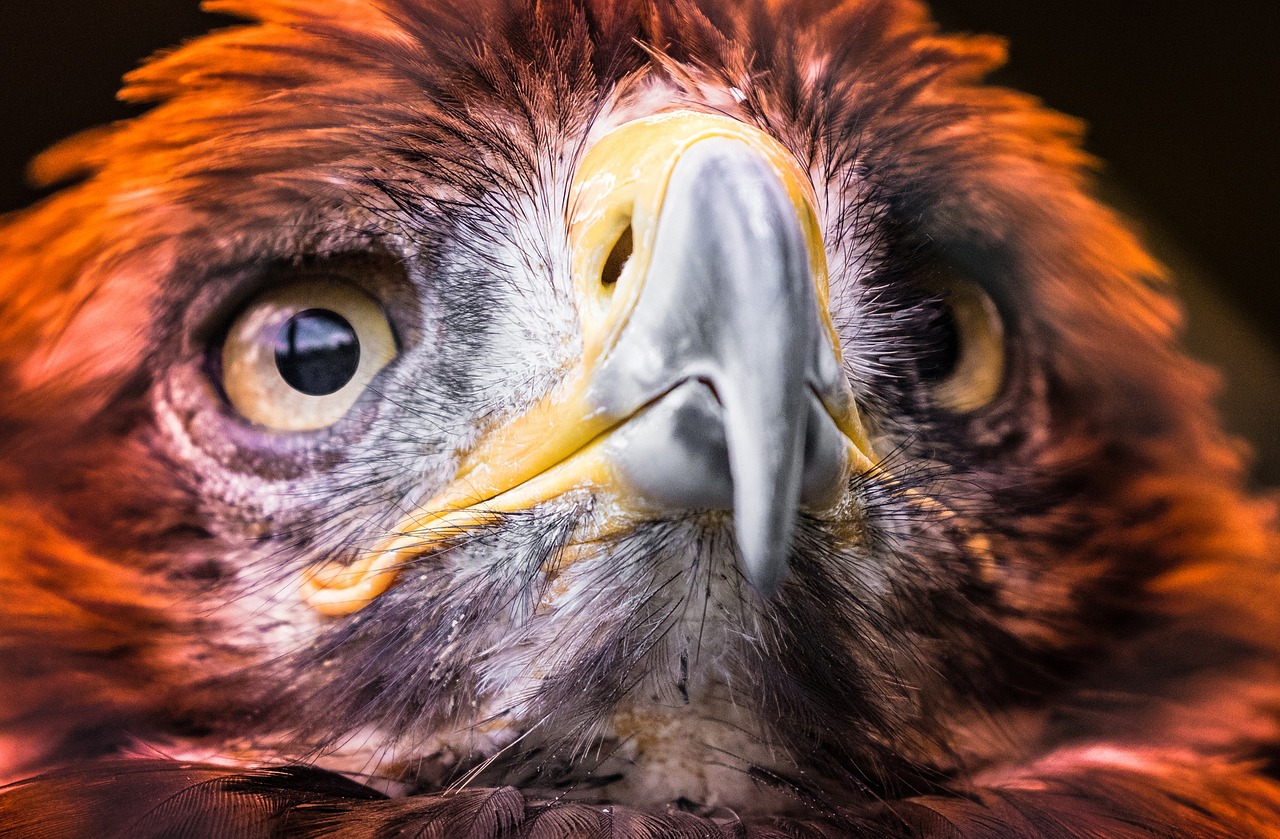 a close up of a bird of prey, a portrait, by Dietmar Damerau, shutterstock, avatar image, 🦩🪐🐞👩🏻🦳, cinematic closeup, celebration