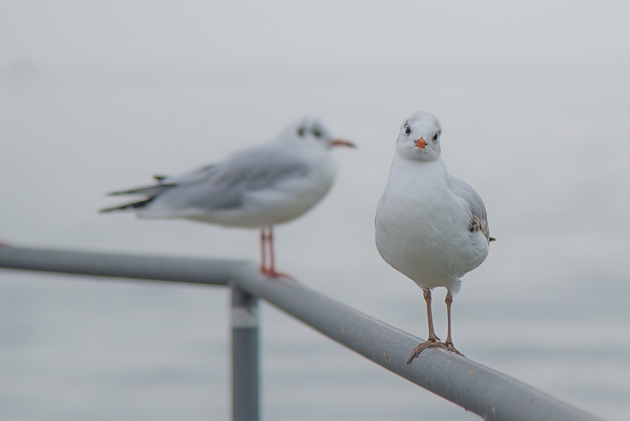 two seagulls sitting on top of a metal railing, a picture, by Jan Rustem, smirking at the camera, f / 1. 9 6. 8 1 mm iso 4 0, semi-transparent, slight overcast