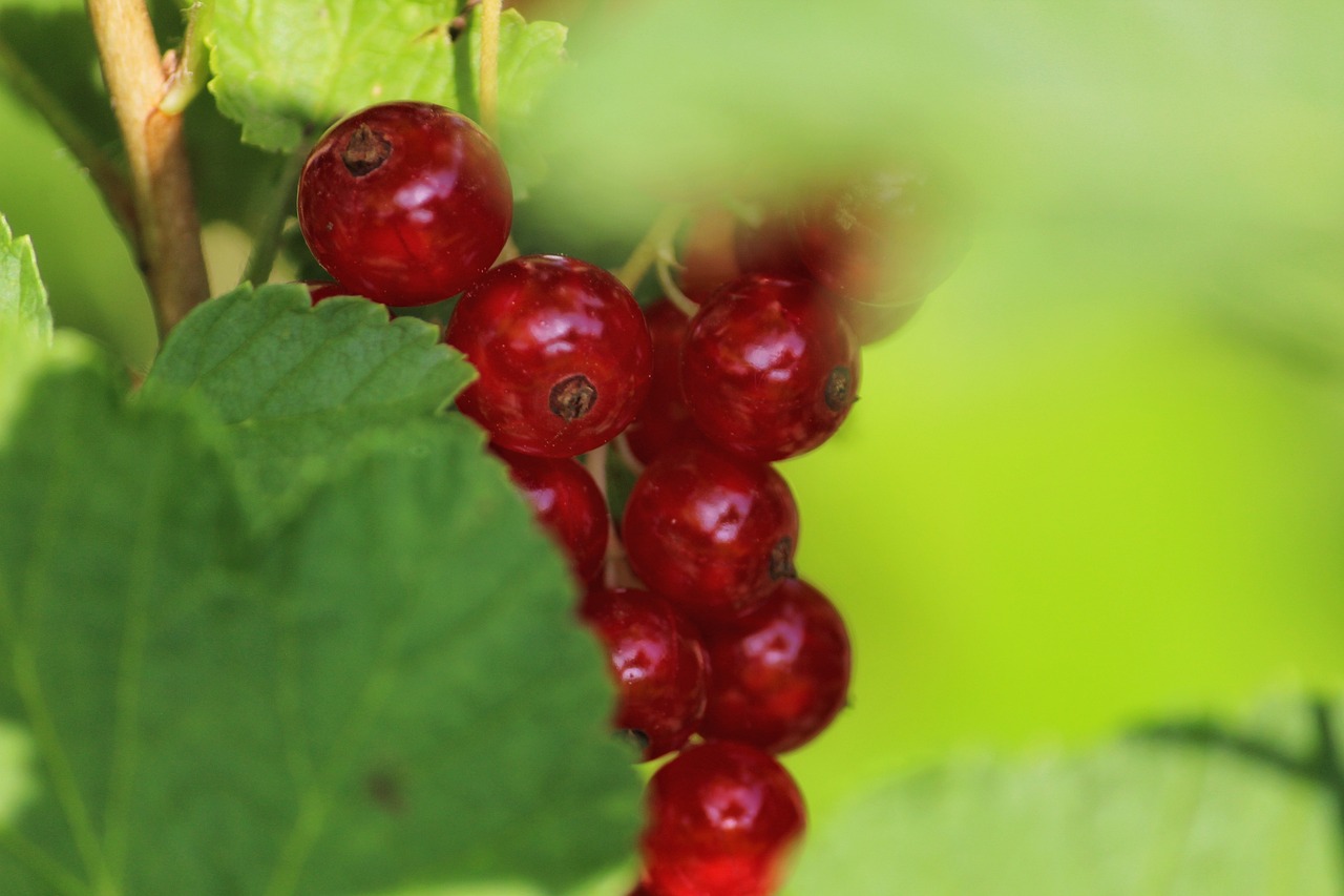 a close up of a bunch of berries on a tree, a picture, by Karl Völker, hurufiyya, red cheeks, platinum, rubens, no text!