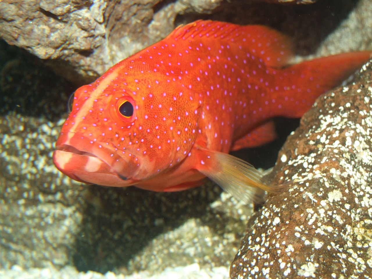 a close up of a fish on a rock, by Gwen Barnard, flickr, sōsaku hanga, coral red, hd —h 1024, male, various posed