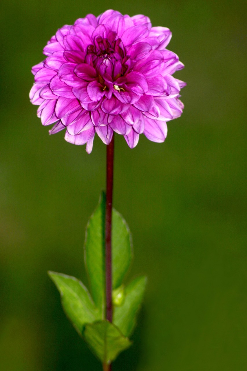 a close up of a purple flower on a stem, a portrait, arabesque, chrysanthemum eos-1d, hi resolution, 7 0 mm photo