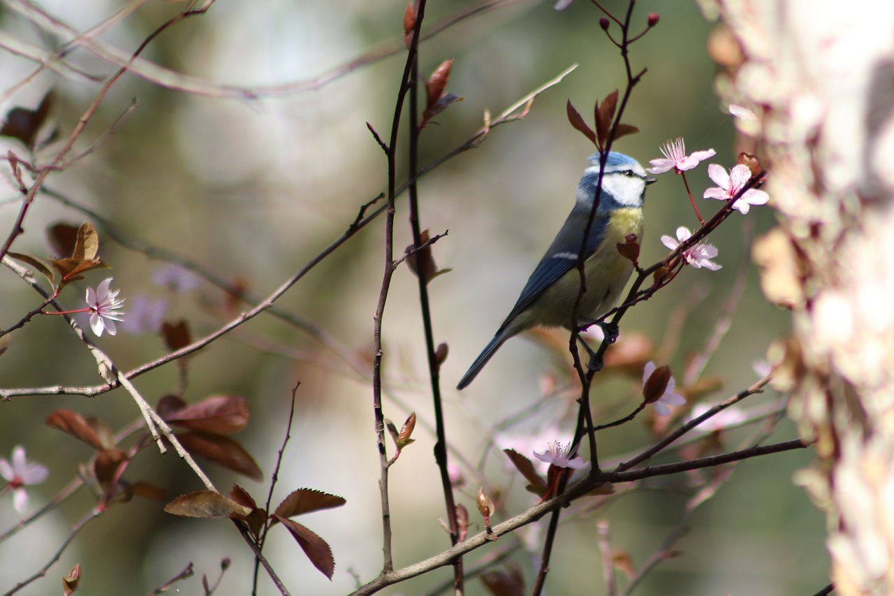 a blue bird sitting on top of a tree branch, a photo, flickr, mingei, sakura petals around her, in a sunbeam, 2 0 2 2 photo, photograph credit: ap