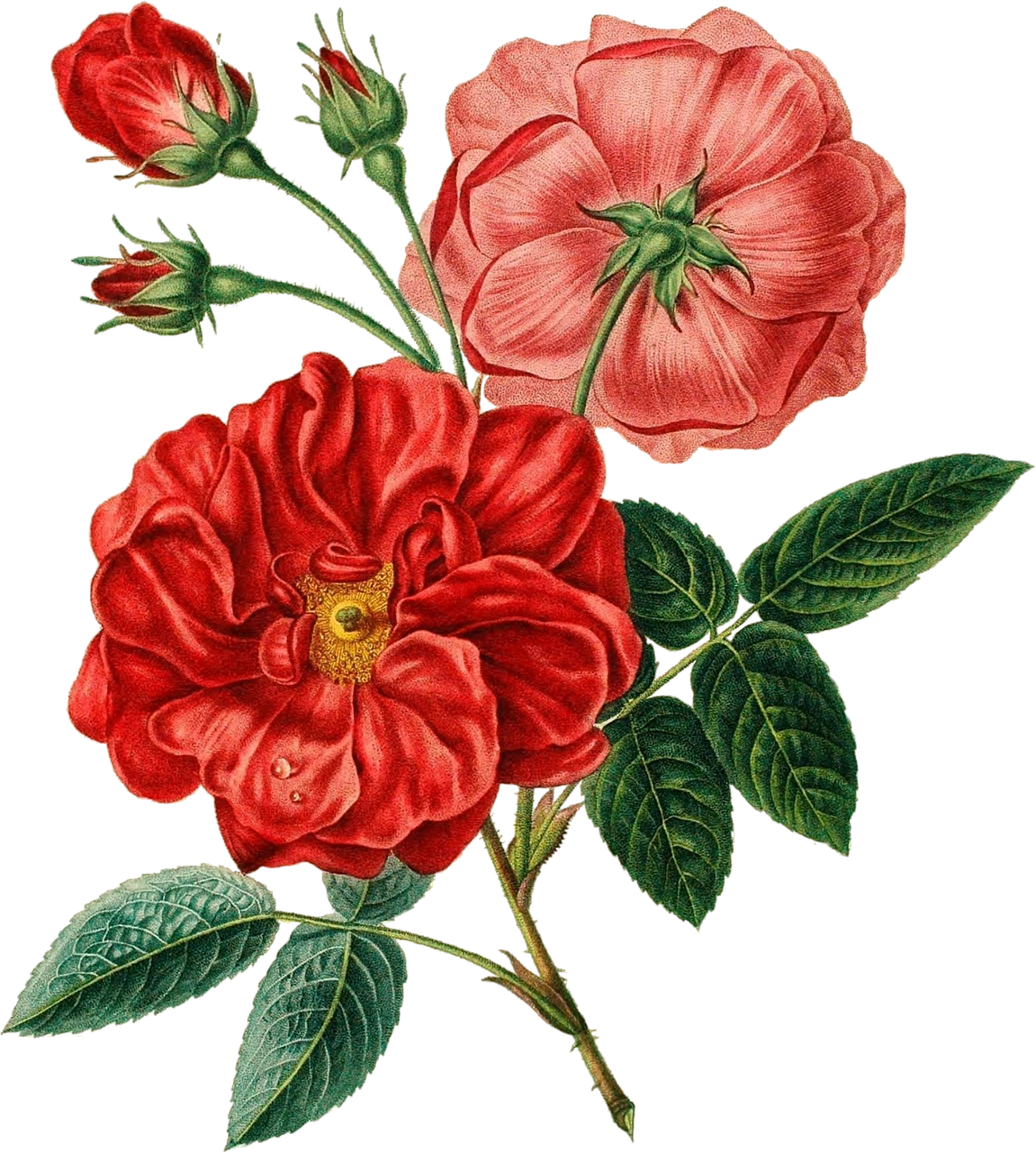 two red flowers with green leaves on a black background, by Maria Sibylla Merian, pexels, romanticism, pink rosa, eugene grasset, giant mechanical rose, 19th-century