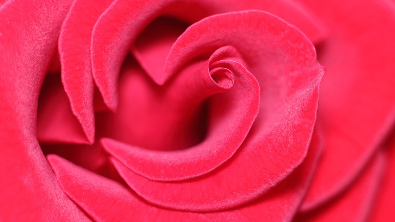 a close up of the center of a red rose, a macro photograph, by Rhea Carmi, hearts, very detailed curve, pink petals, folds