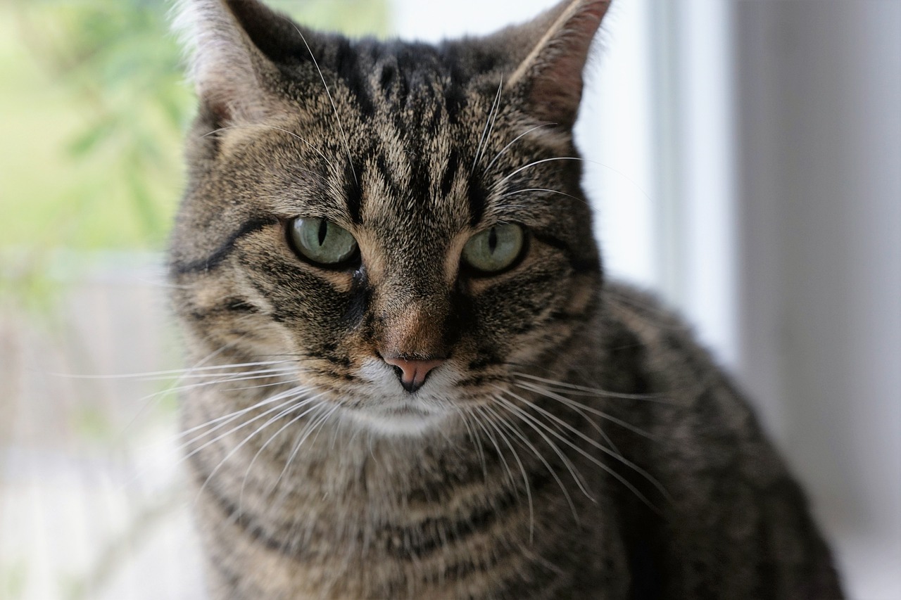 a close up of a cat sitting on a window sill, a portrait, by Terese Nielsen, flickr, soft round face, 60mm portrait, fierce expression 4k, with round cheeks