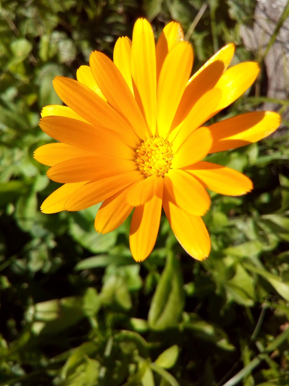 a yellow flower sitting on top of a lush green field, a picture, by Anna Haifisch, hurufiyya, vibrant orange, brightly lit!, flash photo, bright and sunny day