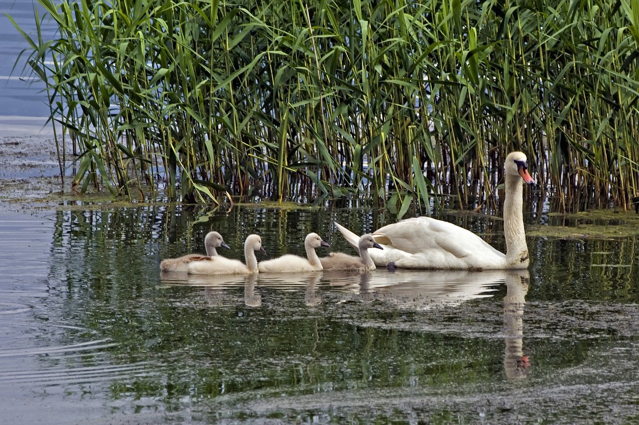 a family of swans swimming on top of a lake, a photo, by Istvan Banyai, reeds, pregnancy, july 2 0 1 1, shot on sony alpha dslr-a300