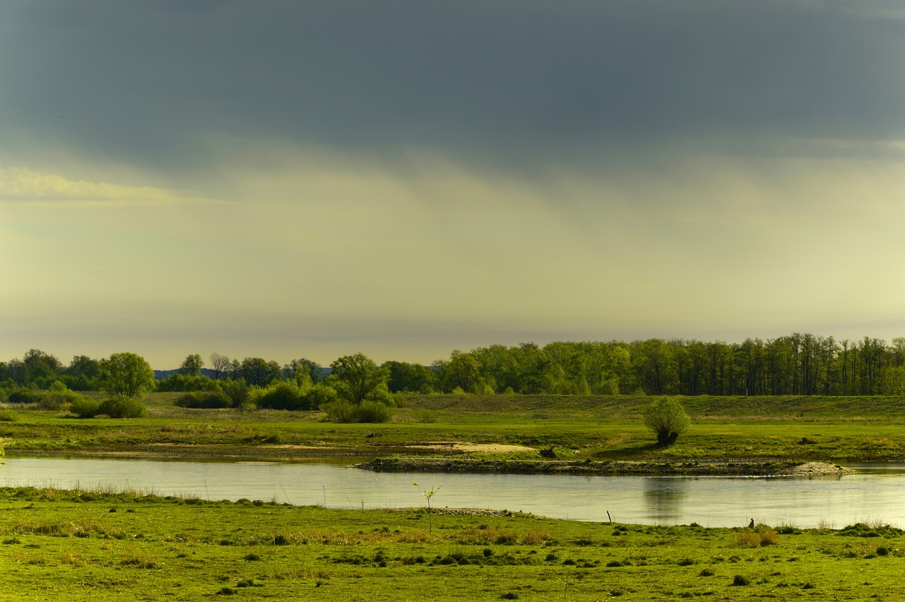 a herd of cattle standing on top of a lush green field, a picture, by Thomas Häfner, shutterstock, tonalism, close river bank, distant rainstorm, early spring, river delta