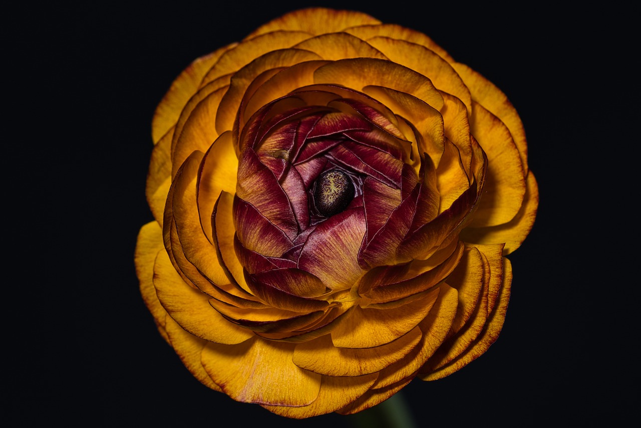 a close up of a yellow and red flower, a portrait, by Jan Rustem, art photography, dark orange, spiral, ocher, various posed