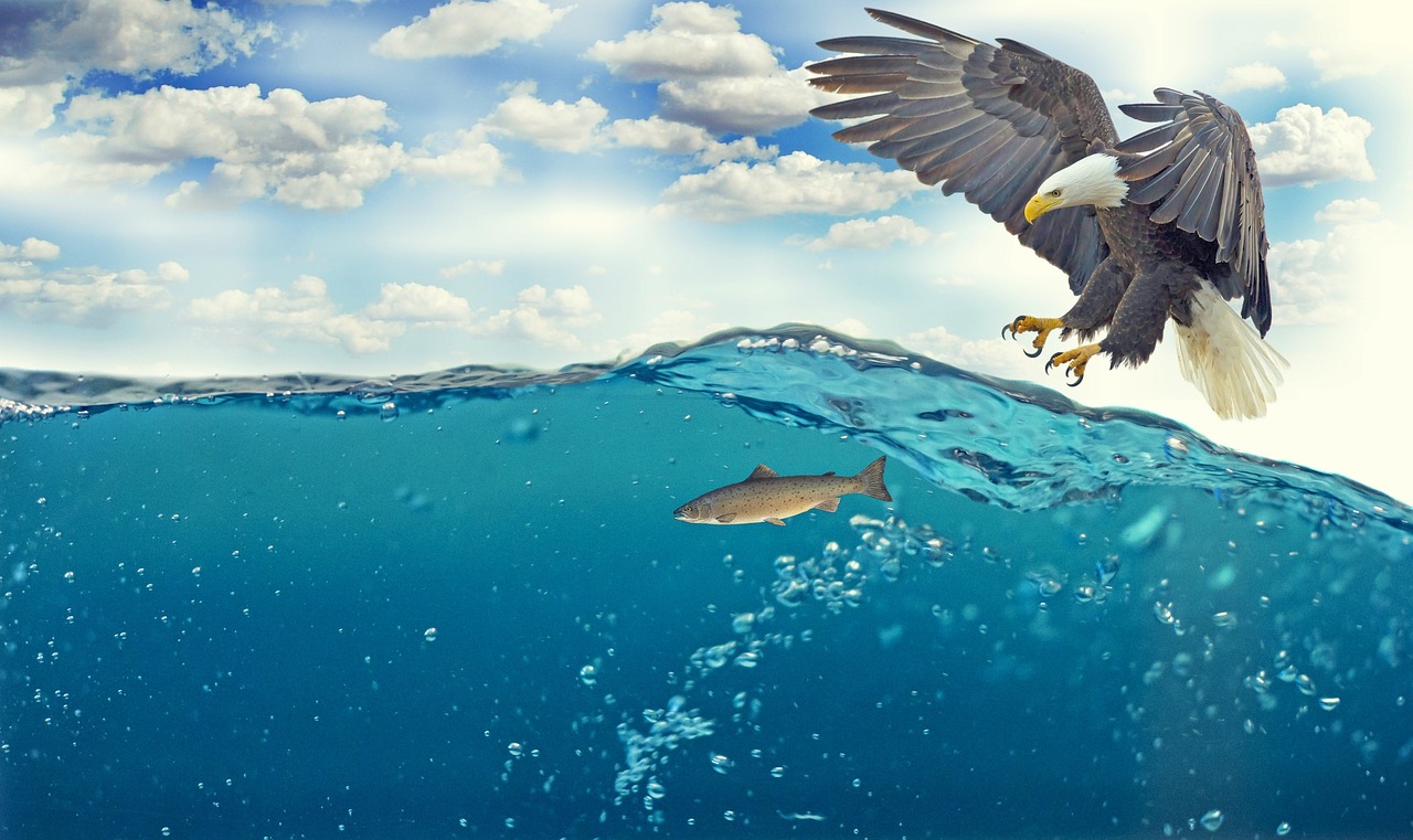 a bald eagle flying over a large body of water, digital art, shutterstock contest winner, digital art, fishes swimming, 4k vertical wallpaper, fish lense, ultra wide horizon
