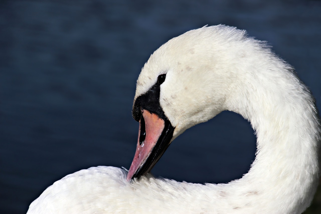 a white swan standing next to a body of water, a photo, by Hans Schwarz, shutterstock, snarling, close up portrait photo, stock photo