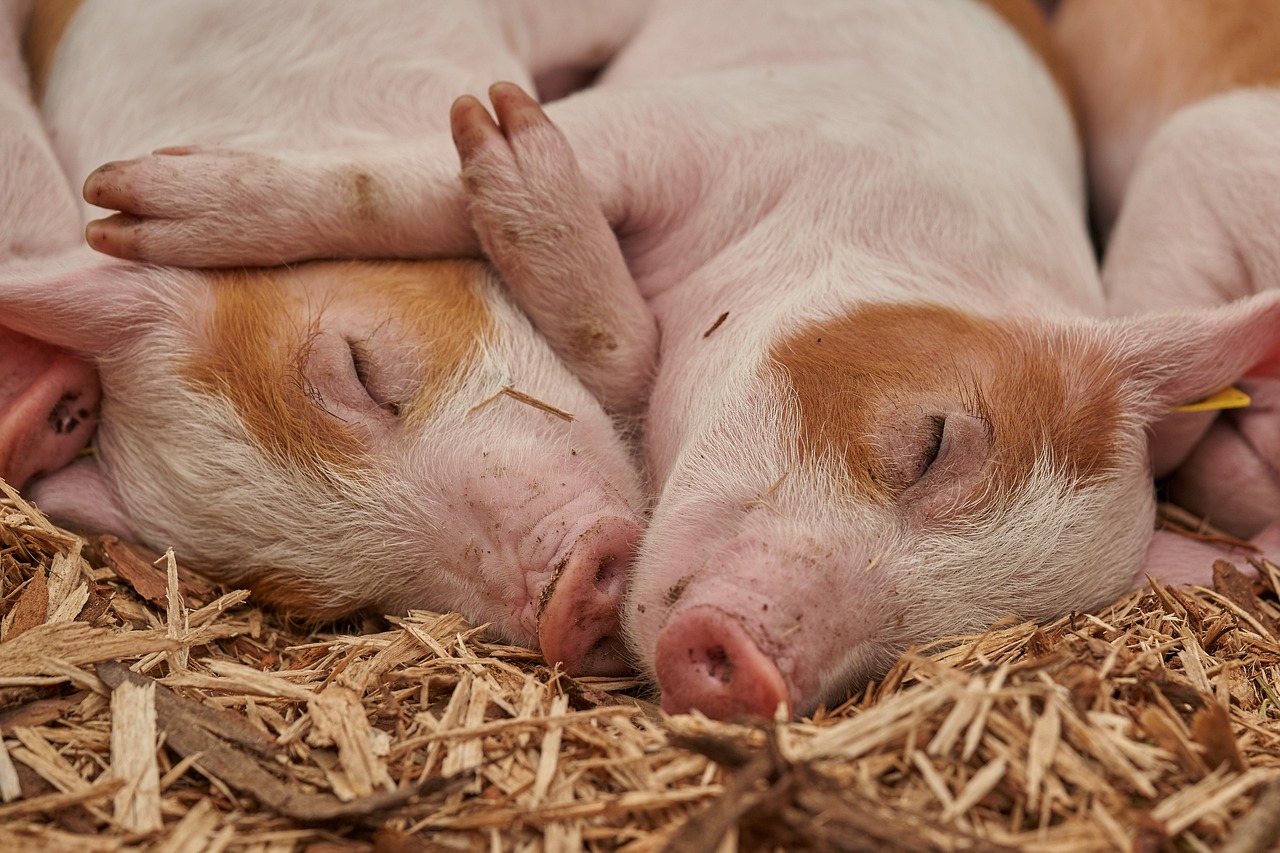 a couple of pigs laying on top of each other, a picture, pixabay, renaissance, sleep, grain”, image credit nat geo, twins