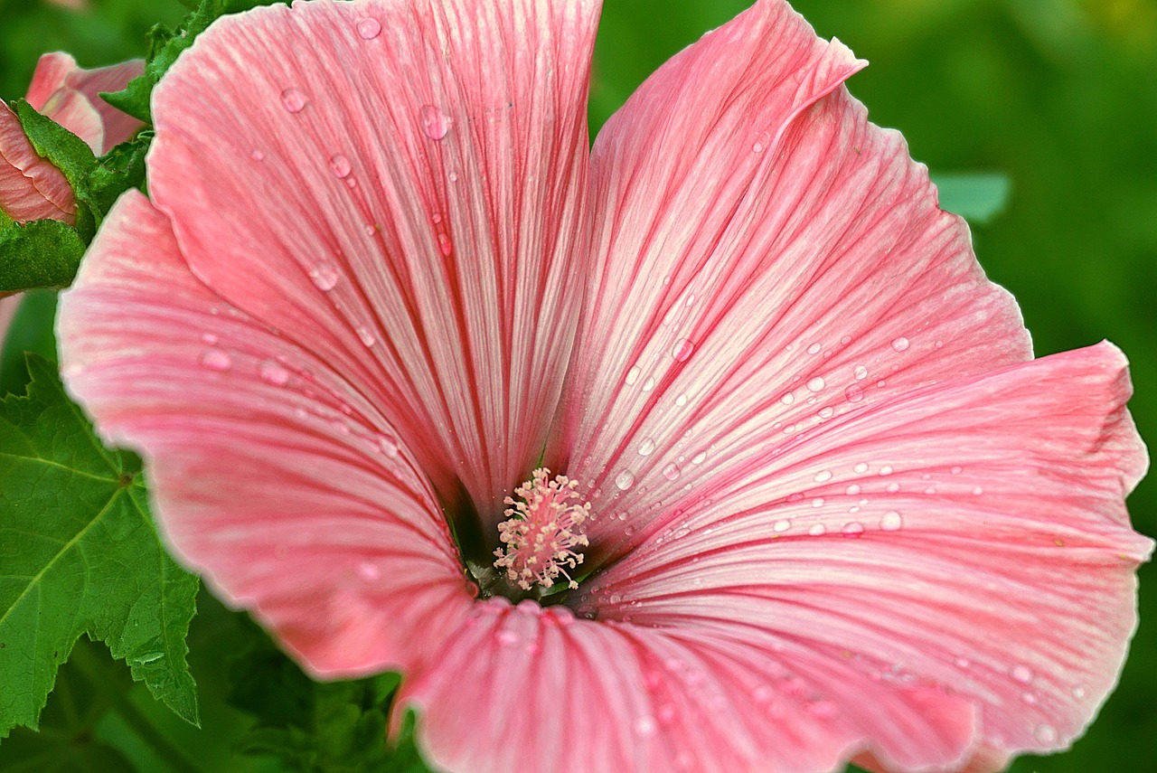 a pink flower with water droplets on it, a pastel, by Jan Rustem, flickr, hibiscus, poppy, flowers with very long petals, highly_detailded