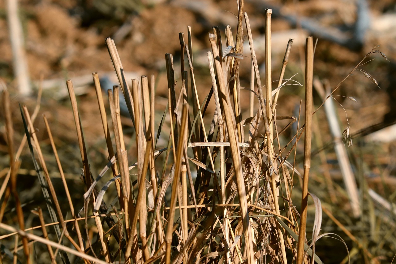 a bird sitting on top of a dry grass covered field, by David Simpson, flickr, land art, antropromorphic stick insect, of bamboo, very sparse detail, [ closeup ]!!