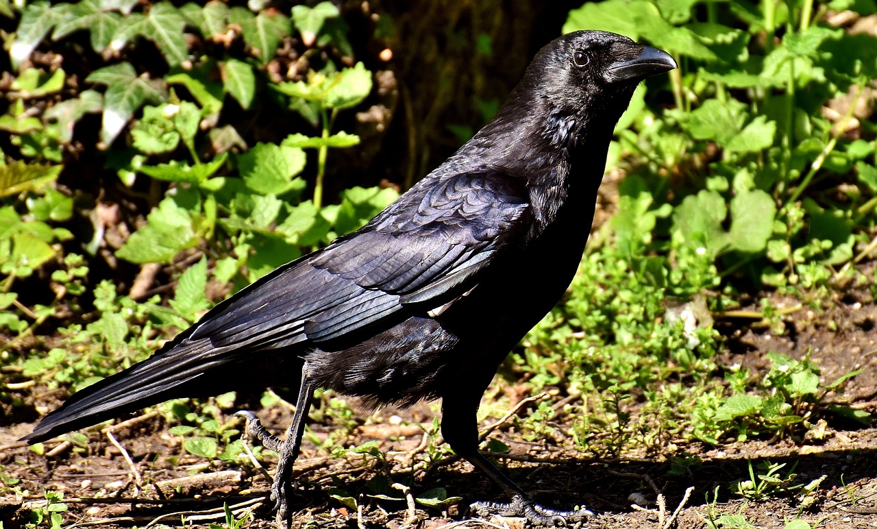 a black bird is standing on the ground, a portrait, pixabay, renaissance, 🦩🪐🐞👩🏻🦳, family photo, crouching, july