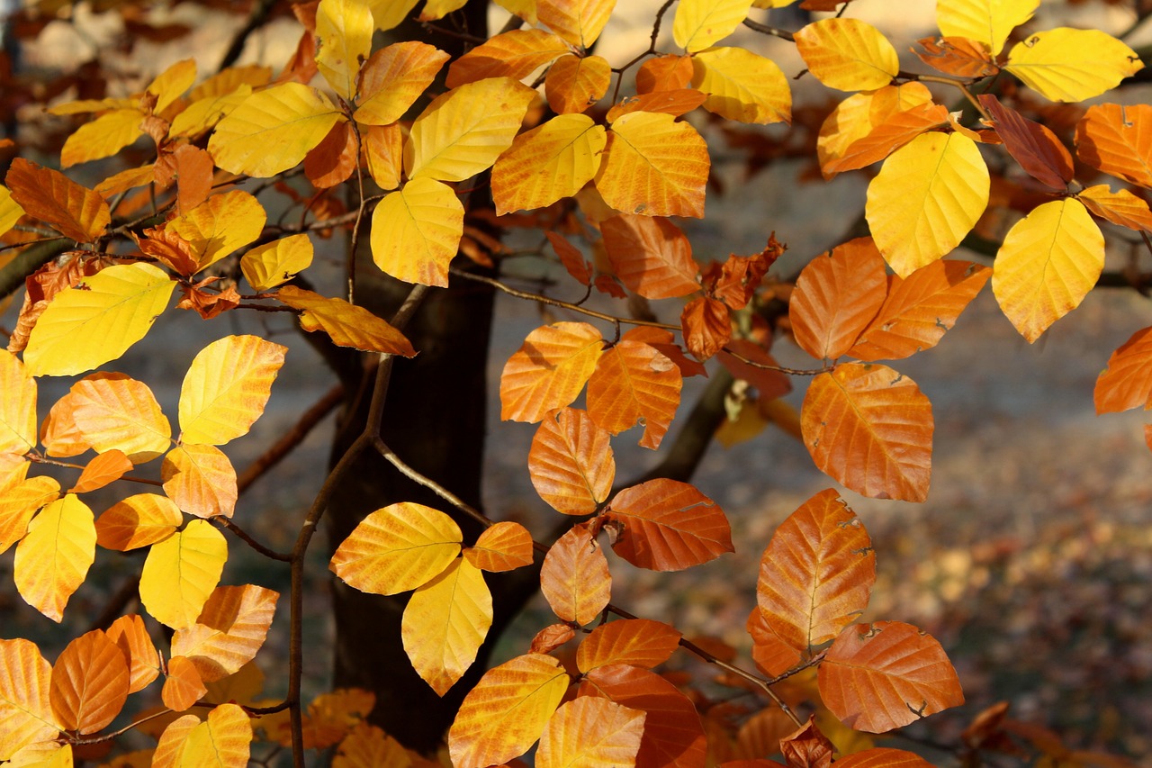 a close up of a tree with yellow leaves, a photo, by Dietmar Damerau, shutterstock, fine art, orange and brown leaves for hair, fig leaves, stock photo