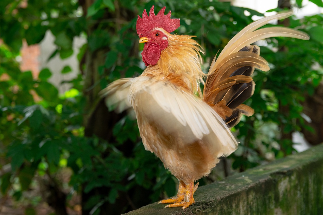 a rooster standing on top of a cement wall, a portrait, shutterstock, he is dancing, highly realistic photo, stock photo