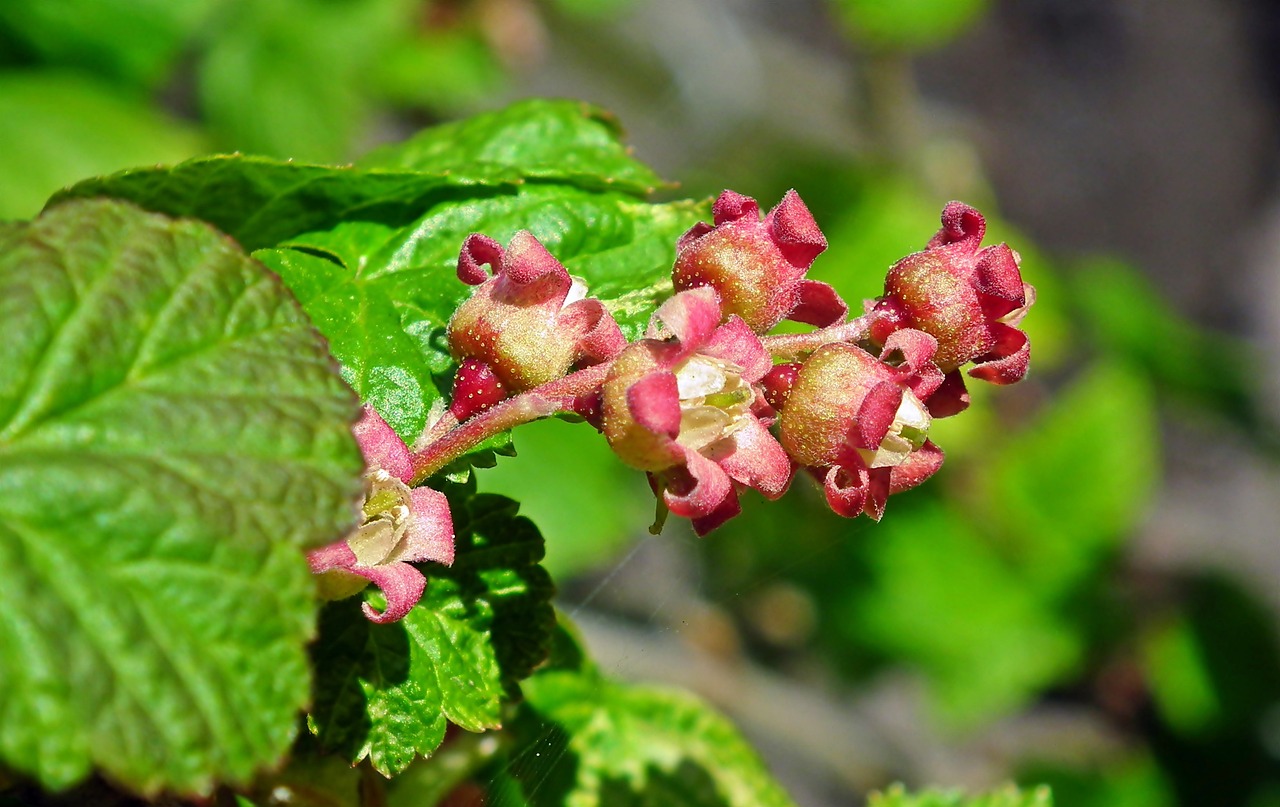 a close up of a flower on a plant, by Robert Brackman, hurufiyya, wild berry vines, immature, snacks, shaded