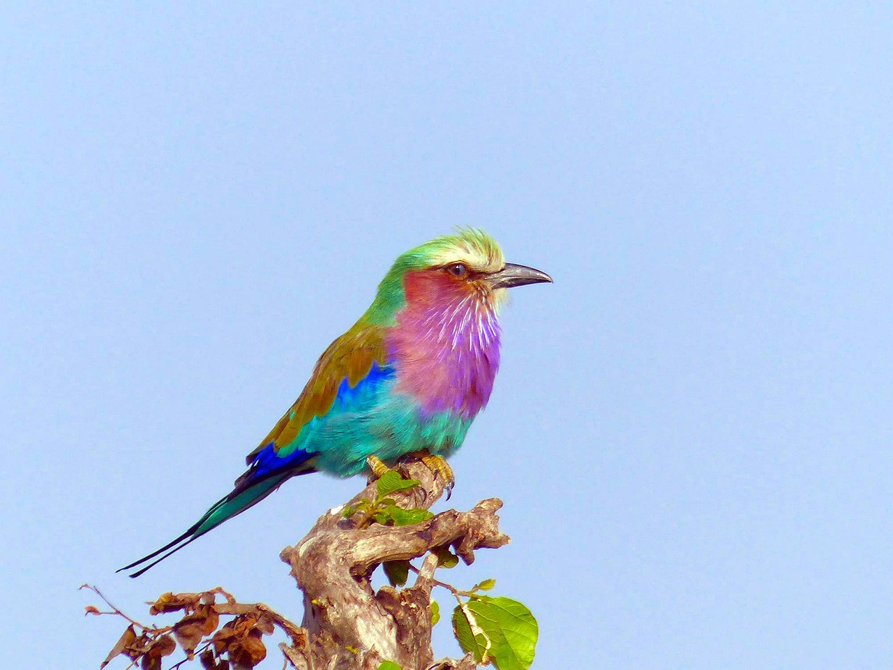 a colorful bird sitting on top of a tree branch, a pastel, by Peter Churcher, flickr, on the african plains, purple and blue and green colors, full of colour 8-w 1024, mane