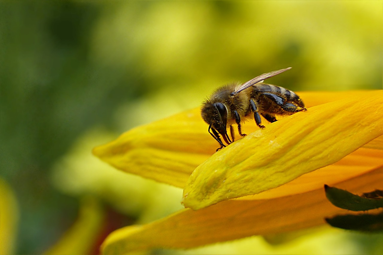 a bee sitting on top of a yellow flower, a macro photograph, happening, highly detailed product photo