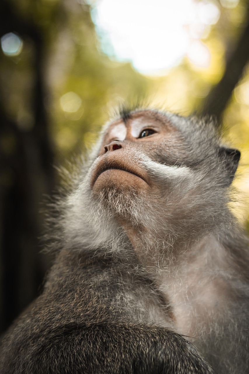 a close up of a monkey's face with trees in the background, a portrait, by Basuki Abdullah, shutterstock, soft light from the side, face looking skyward, holy man looking at ground, stock photo