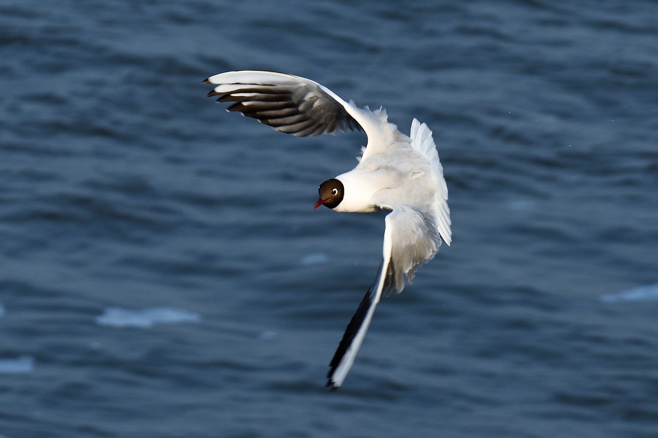 a white and black bird flying over a body of water, a portrait, by Karl Völker, flickr, arabesque, red-eyed, long tail, a bald, hyung - tae kim