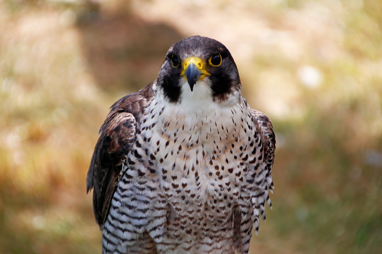 a close up of a bird of prey, a portrait, outdoor photo, very sharp photo