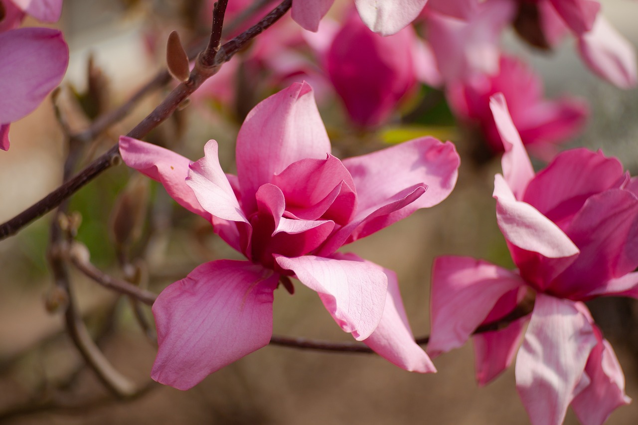 a close up of a pink flower on a tree, a portrait, magnolias, closeup photo