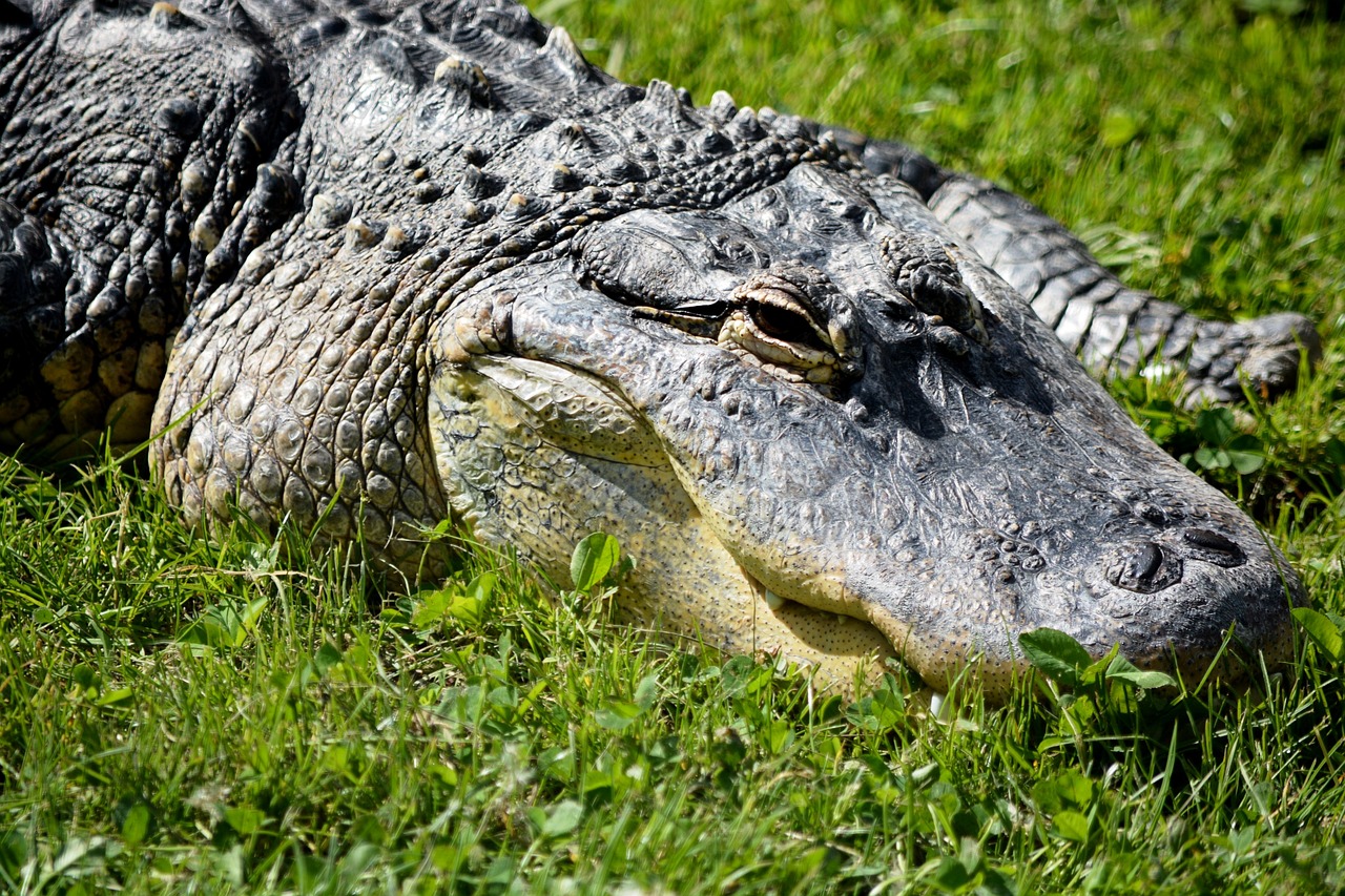 a large alligator laying on top of a lush green field, a portrait, closeup of the face, high res photo, 3 4 5 3 1