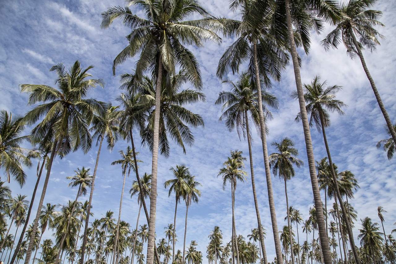 a row of palm trees with a blue sky in the background, by Richard Carline, sumatraism, shot on sony a 7, coconuts, são paulo, trees. matte painting